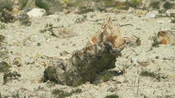 pietrificato foresta nel quale albero tronchi avere fossilizzato video