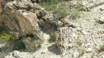 Petrified forest in which tree trunks have fossilized video