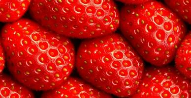 Eco strawberry. Macro of fresh organic natural berries. Fruit red background - AI generated image photo