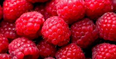 Eco raspberry. Macro of fresh organic natural berries. Fruit red background - AI generated image photo