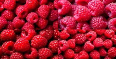 Eco raspberry. Macro of fresh organic natural berries. Fruit red background - image photo