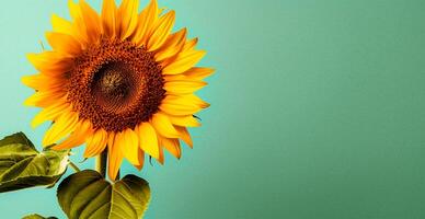 Field of sunflowers in bloom, hot sunny summer, macro shot - AI generated image photo