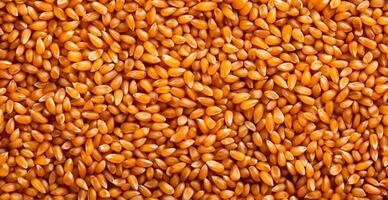 Wheat grains, flour, bakery background - AI generated image photo