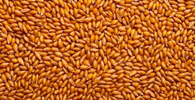 Wheat grains, flour, bakery background - image photo