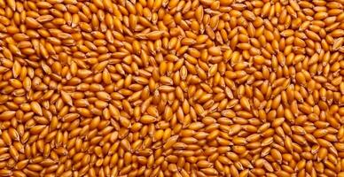 Wheat grains, flour, bakery background - AI generated image photo