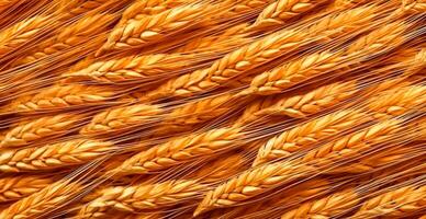 Wheat grains, flour, bakery background - AI generated image photo