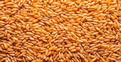 Wheat grains, flour, bakery background - image photo