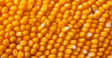 Peeled corn cob, yellow seeds, top view - image photo