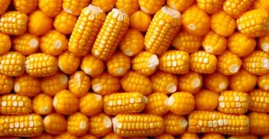 Bright corncob, yellow seeds, top view - image photo
