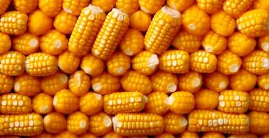 Bright corncob, yellow seeds, top view - AI generated image photo