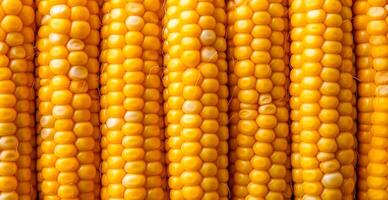 Bright corncob, yellow seeds, top view - image photo