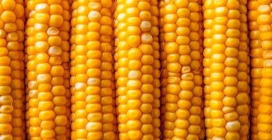 Bright corncob, yellow seeds, top view - AI generated image photo