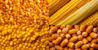 Peeled corn cob, yellow seeds, top view - AI generated image photo