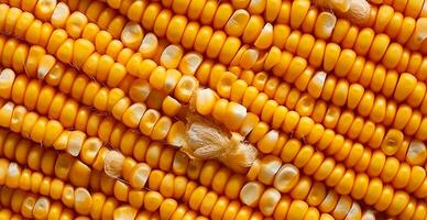 Peeled corn cob, yellow seeds, top view - AI generated image photo