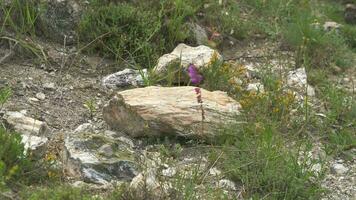 Petrified forest in which tree trunks have fossilized video