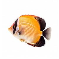 Butterfly fish isolated. Illustration photo