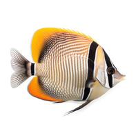 Butterfly fish isolated. Illustration photo