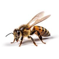 Honey bee isolated. Illustration photo