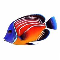 Red sea clown tang fish isolated on white. Illustration photo
