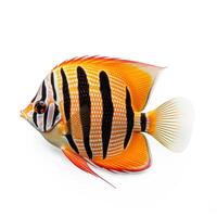 Butterfly fish isolated. Illustration photo