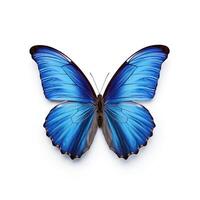 Blue butterfly isolated. Illustration photo