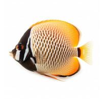 Butterfly fish isolated. Illustration photo