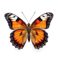 Tropical butterfly isolated. Illustration photo