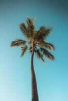 Palm tropical background. Illustration AI Generative photo