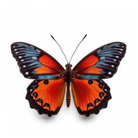 Tropical butterfly isolated. Illustration photo