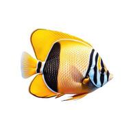 Butterfly fish isolated. Illustration photo