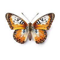 Tropical butterfly isolated. Illustration photo