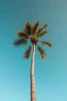 Palm tropical background. Illustration photo