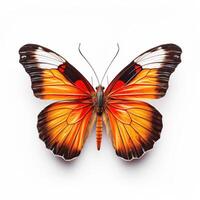 Tropical butterfly isolated. Illustration photo