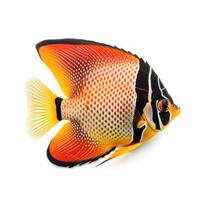 Butterfly fish isolated. Illustration photo