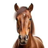 Horse portrait isolated. Illustration photo