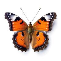 tropical mariposa aislado. ilustración ai generativo foto