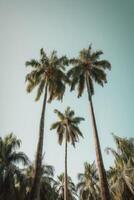 Palm tropical background. Illustration photo