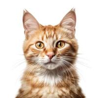 Cat portrait isolated. Illustration photo