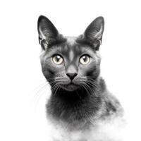 Cat portrait isolated. Illustration photo