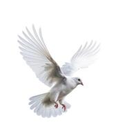 White pigeon flying isolated. Illustration photo