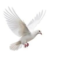 White pigeon flying isolated. Illustration photo