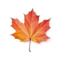 Autumn leaf isolated. Illustration photo
