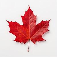 Autumn leaf isolated. Illustration photo