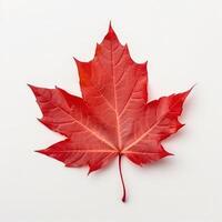 Autumn leaf isolated. Illustration photo