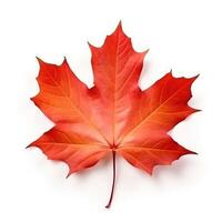 Autumn leaf isolated. Illustration photo