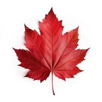 Autumn leaf isolated. Illustration photo