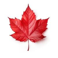 Autumn leaf isolated. Illustration photo