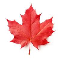 Autumn leaf isolated. Illustration photo