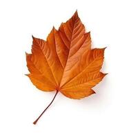 Autumn leaf isolated. Illustration photo