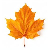 Autumn leaf isolated. Illustration photo